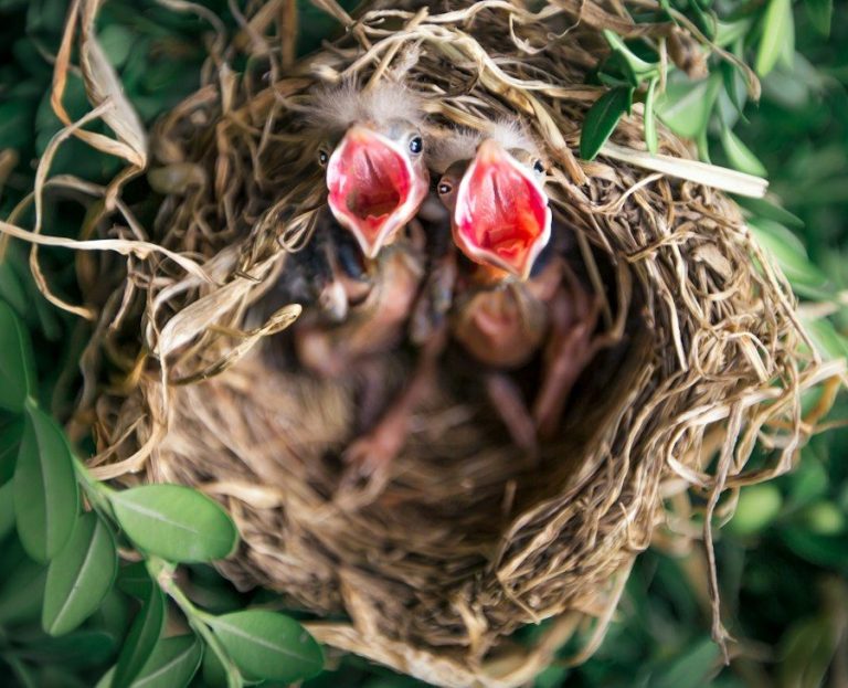 shallow focus photography of chicks in nest